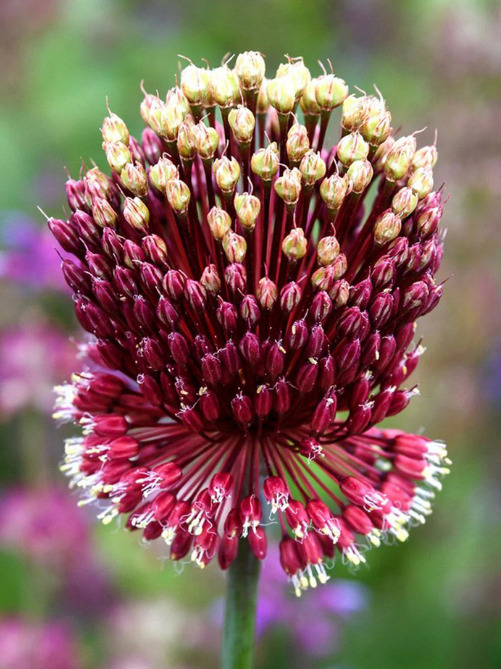 Алліум Red Mohican (1 шт. в упаковці)